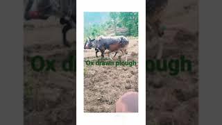 ox drawn plough.Do oxen push or pull it