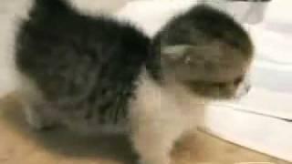 Lindo Gatito :)