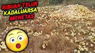 Kejadian aneh terbaru ! Ribuan Telur Ayam Kedaluwarsa, Dibuang Malah Menetas | mr eska