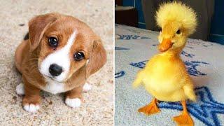 Funniest Animals 2024  Best Funny Cats and Dogs  Part 20 | Cute Baby Dogs