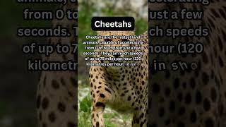 FACTS to KNOW about CHEETAHS: Nature Unleashed!!! #shorts #facts