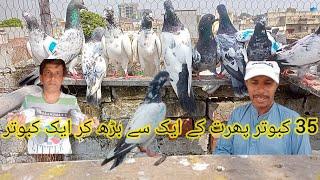 pakre Howe kabootar for sale||0320 8424495||TALHA PIGEON CLUB