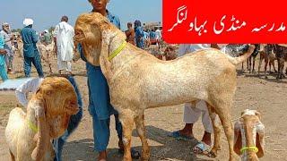 Madrasa mandi Bahawalpur|Makhi cheene breeder bakre NO1 quality wale|shahzad Shah Official