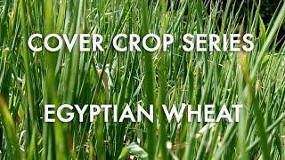 Egyptian Wheat: Noble Cover Crop Series