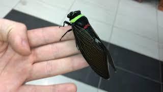 Tacua speciosa ( Giant Colorful Cicada )