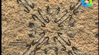 Марат Гельман и искусство Казахстана. Эфир 24.11.2012
