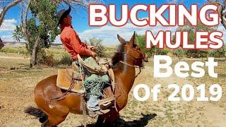 The Best of 2019: Bucking Mules, Wild Cattle and Fast Horses