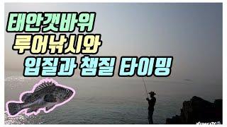태안갯바위 루어낚시 입질과 챔질후킹 타이밍