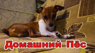 Домашний Пёс.  Мини той-терьер.