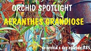 AN ORCHID A DAY EP 285  ORCHID SPOTLIGHT AERANTHES GRANDIOSE  #aeranthes care and culture