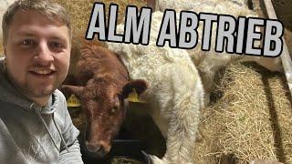 Farmvlog #389 | Almost became a lottery millionaire