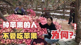 這麽好的蘋果為啥果農卻不吃，小惠來果園才知道，背後原因太心酸 #vlog #生活 #记录