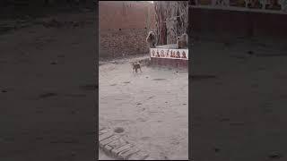 monkey aur dog ki comedy 9 February 2024