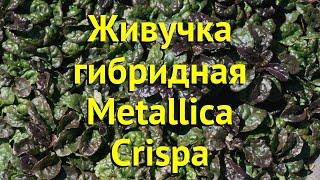 Живучка гибридная Металика криспа. Краткий обзор, описание характеристик ajuga Metallica Crispa