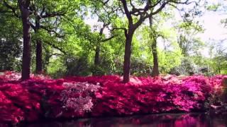 Isabella Plantation - Richmond Park - #HiddenLondon