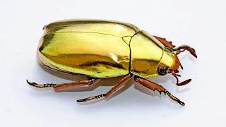 10 Amazing Beetles Looking Like Jewelry