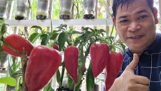 TIPS PARA MAGING HITIK SA BUNGA ANG BELL PEPPER