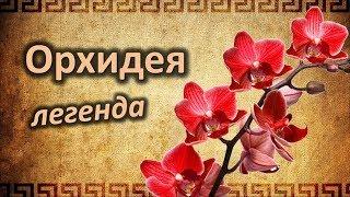 ОРХИДЕЯ. Интересные легенды о цветке!