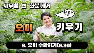 사무실 빈 화분에서 오이 키우기 9 - 오이 수확하기(6.30)