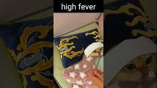 high fever #animallover #animals #cat #highfever