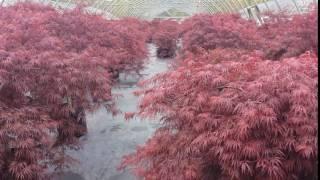 Acer palmatum 'Tamukeyama'  (Cutleaf Japanese Maple) - SUPERB, Very Elegant Small Garden Tree