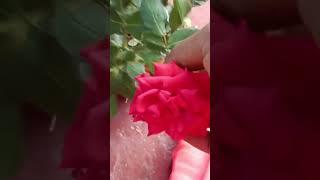 My garden ll Charitha Vlogs ll #trending #youtube