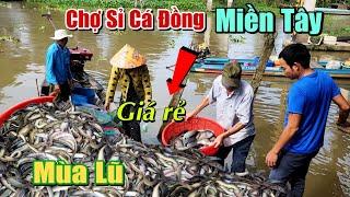 Nước Ngập Sản Vật Cá Chạch Đồng Mùa Nước Nổi Giá Rẻ Ở Chợ Sỉ Cá Đồng Trường Xuân Tháp Mười