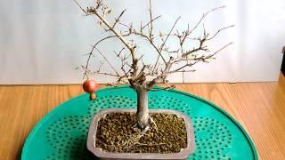 BONSAI-PUNICA GRANATUM