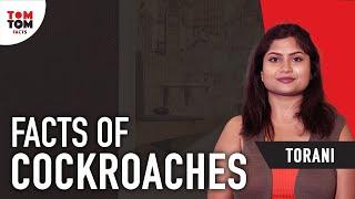 Unknown Facts Of Cockroch By Torani Makana | TomTom Facts