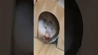 Cute Hamster Chronicles: A Day in the Life of a Pet Rodent