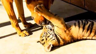 Tigers and Dogs Playing Together | Tigers About The House | BBC Earth Kids