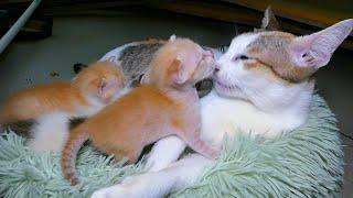 Kimov cats so very love kittens | Cute cats family  