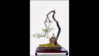 Inspirasi Bonsai Lingnan Style #2