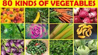 80 Kinds of Vegetables | Vegetable | Types of Vegetables |Vegetable Names in English @KuboEnglishVocabulary