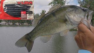 How To Shore Fish For Largemouth Bass In Your Local Pond