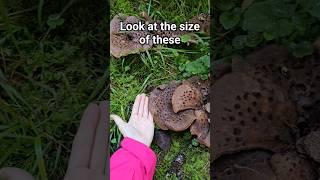 Shingled hedgehog fungi ️ #youtubeshorts #nature #fungus #fungi #mushroom #forestgirl #shorts