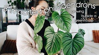 8 imported philodendrons i'm growing outside of a greenhouse