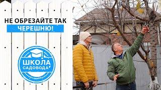 Как избежать ошибок при обрезке черешни? Учимся на ошибках Виктора! Как снизить крону черешни?