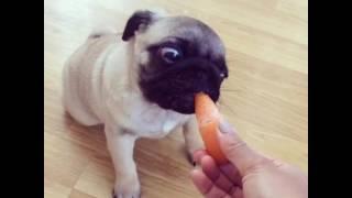 Pug puppy loves carrots!