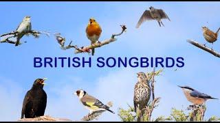 BRITISH SONGBIRDS   A Celebration Of Bird Song