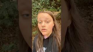 The yew tree berry.. poisonous trees! #foraging #foraginguk #yewtree #yewberry