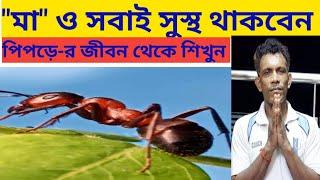 সুস্থ থাকতে পিপড়ে-র  জীবন অনুসরণ করুন