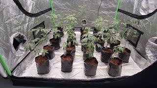 BEDROOM INTO 6 LIGHT GROW ROOM!!! PART 3