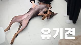 집에 온 강아지가 너무 들이댄다