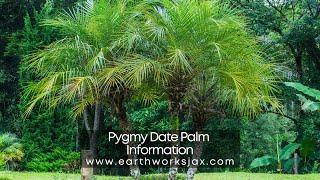 Pygmy Date Palm Information