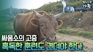 [다큐 '가족' 44-2] 싸움소의 고충 혹독한 훈련도 견뎌야 한다