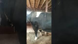 10,000$ buqa Xavas qiganlarga️