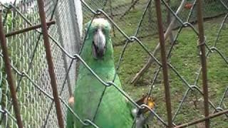 Amazon Aviary at Rescue Center