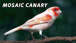 Red Mosaic CANARY 12h Training song