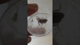 ولادة عقرب القزم dwarf scorpion gives birth